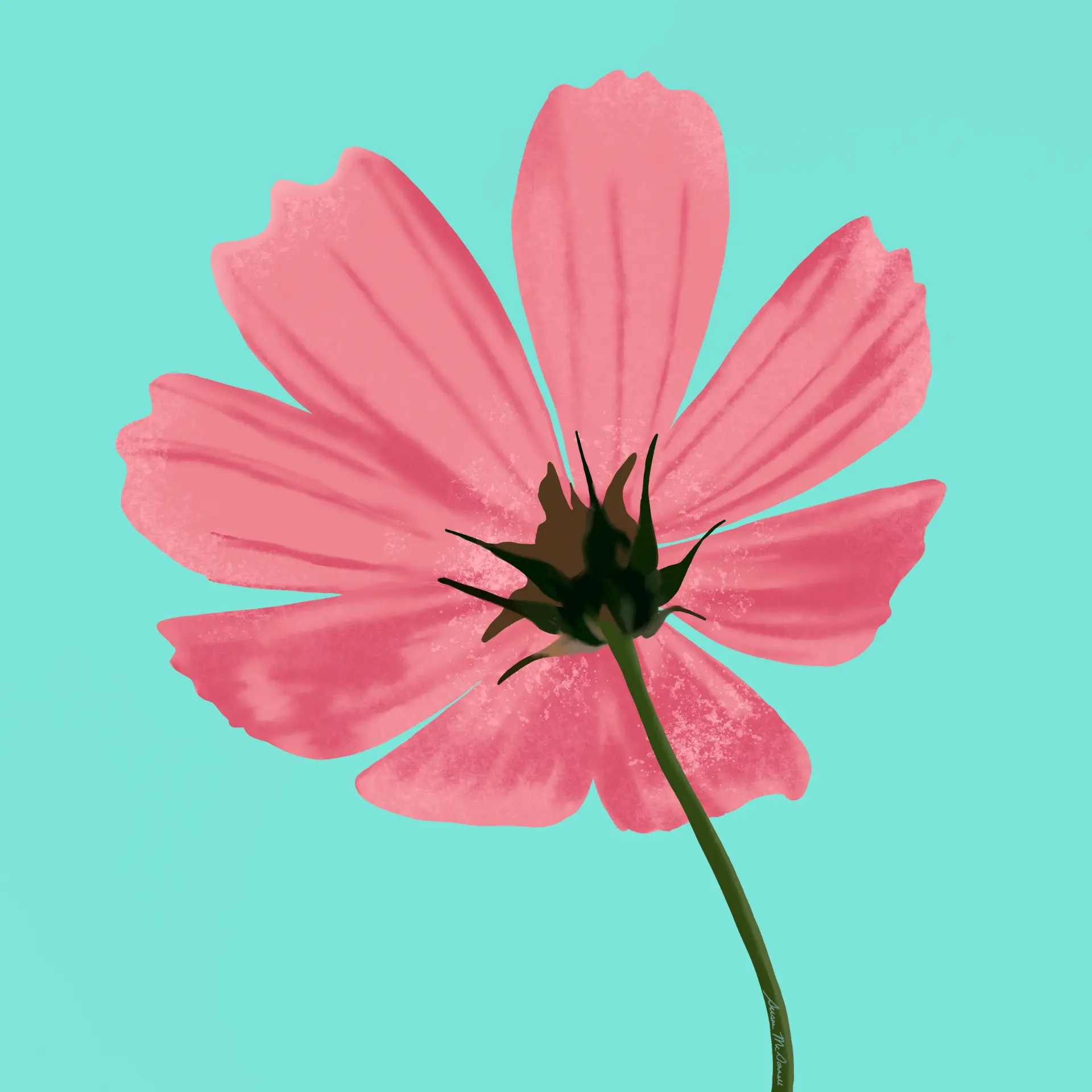 Pink cosmos flower painted from underneath on a bright aqua ground