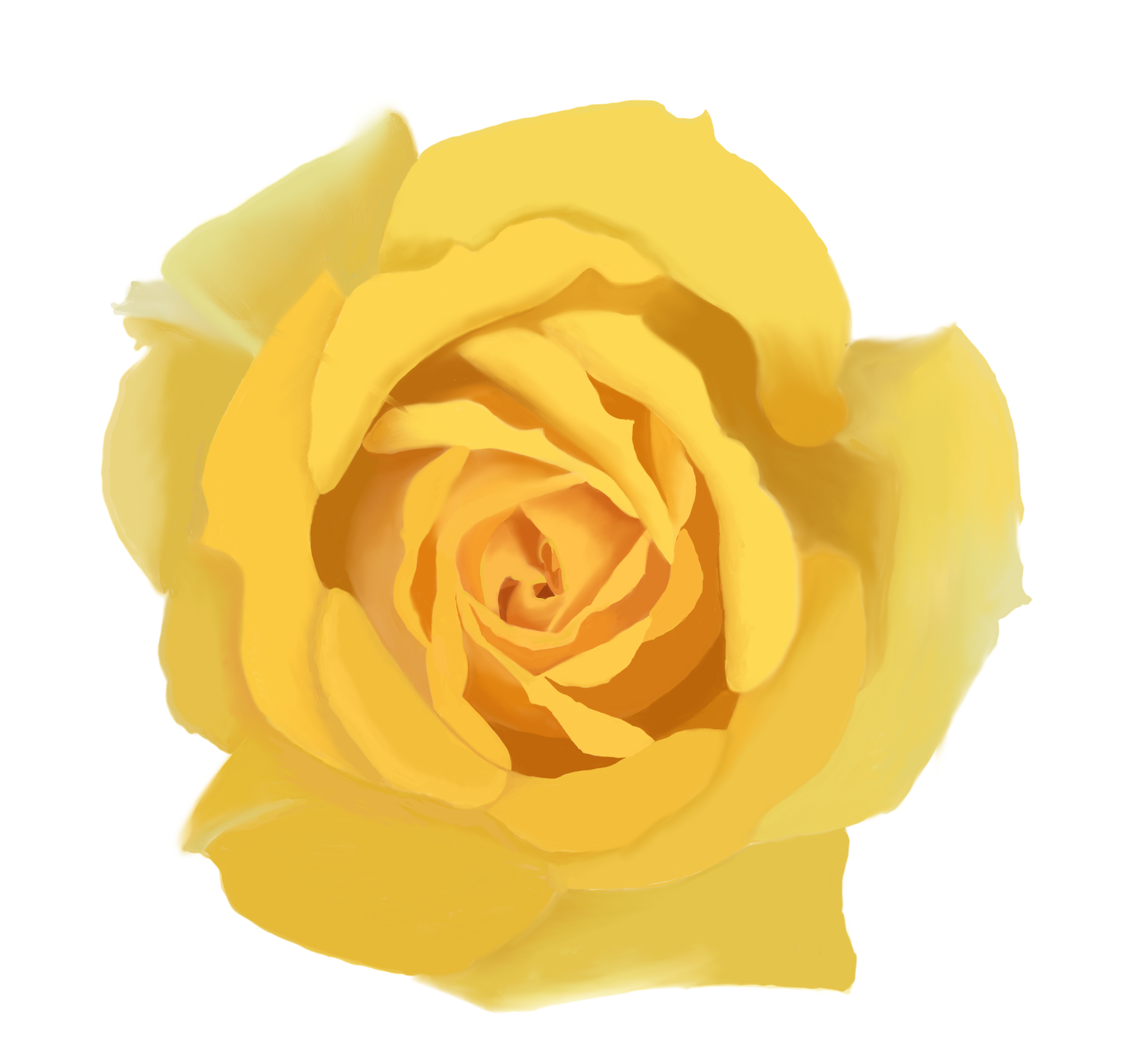 Painted yellow rose bloom on white