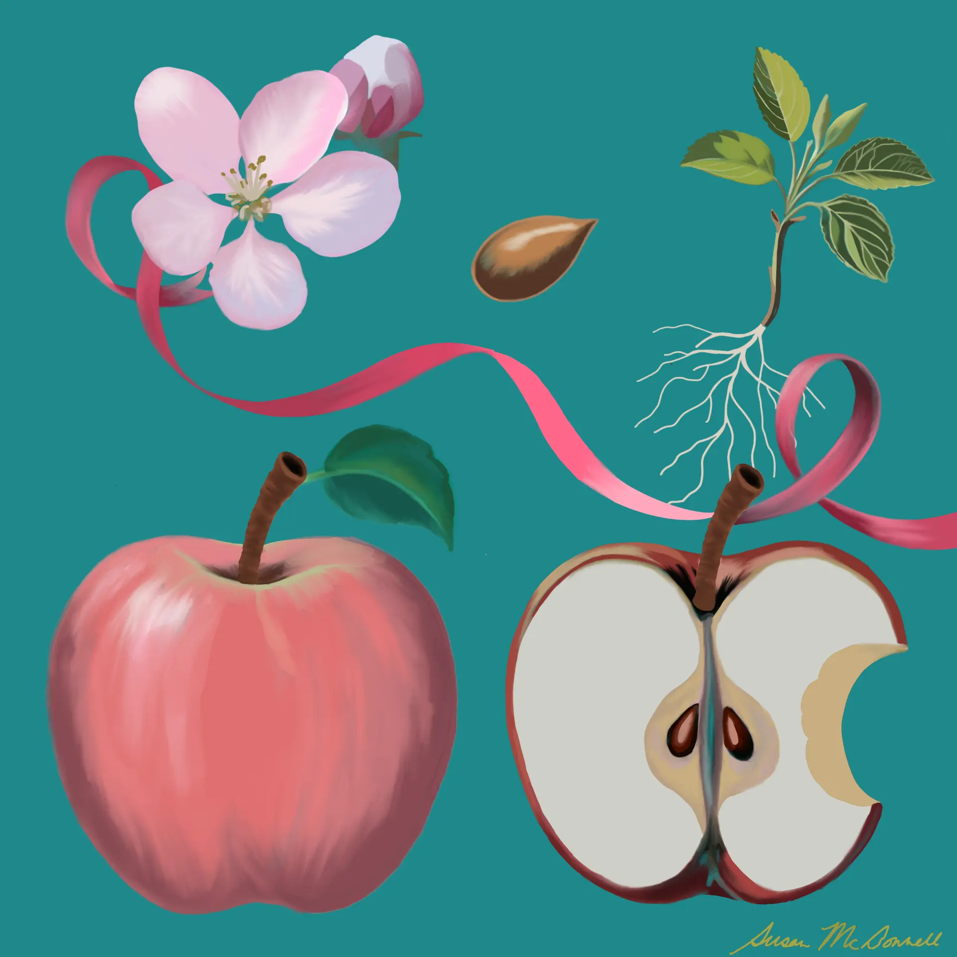 Apple life cycle illustration with blossom, seed, seedling, whole apple, and cut apple on teal