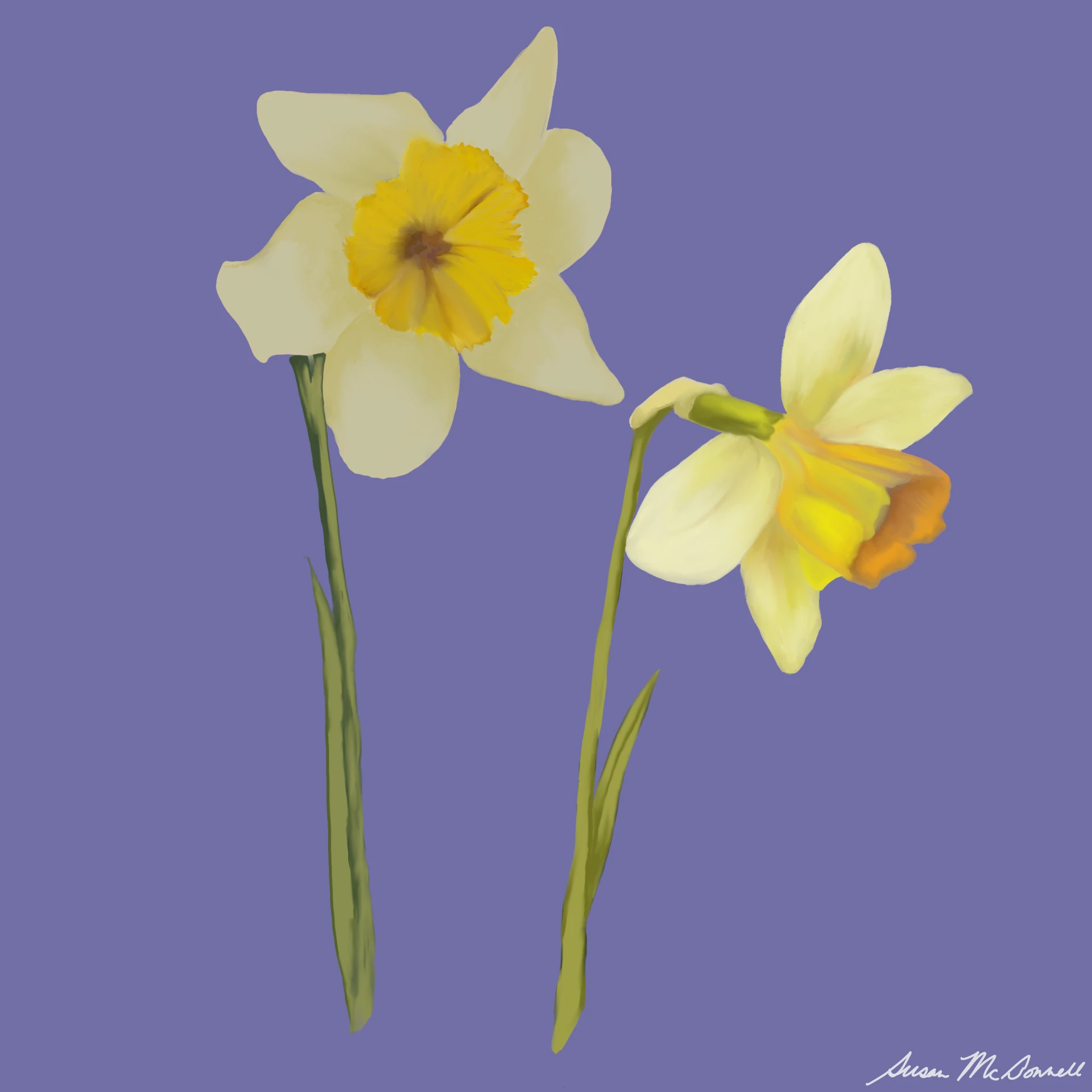 Two painted daffodils on a soft periwinkle ground