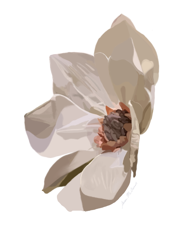 Painted magnolia blossom in soft neutrals